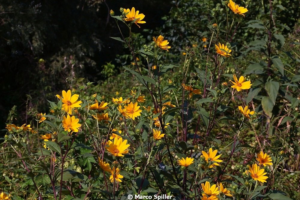Helianthus tuberosus (Asteraceae)